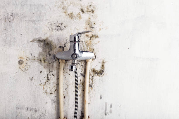 Best Post-Flood Mold Remediation in North Spearfish, SD