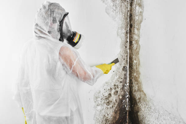 Professional Mold Remediation in North Spearfish, SD