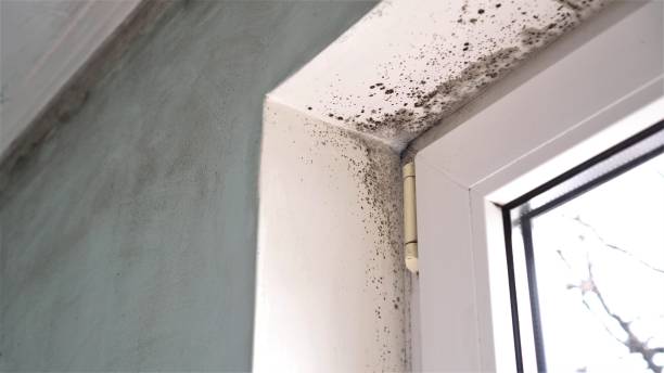 Best Industrial Mold Remediation in North Spearfish, SD
