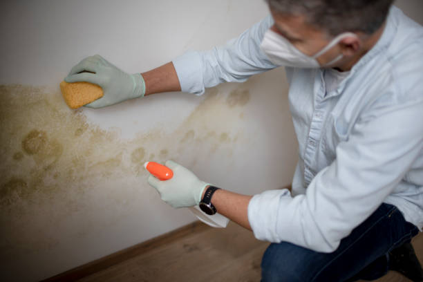 Best Black Mold Remediation in North Spearfish, SD