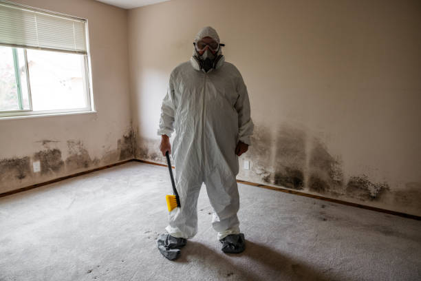 Best White Mold Remediation in North Spearfish, SD